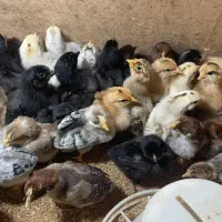جوجه مرغ محلی ۱۰روزه