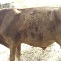 گوساله نر