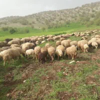 گوسفندیا میش وبره جوان داشتی