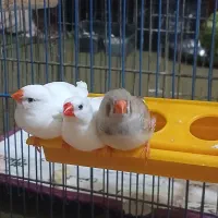 قناری نر خاکستری فنچ نر ماده‌وجوجه به‌همراه‌قفس