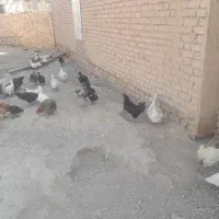 ۲۰ عدد اردک جوان نر و ماده‌ ۱۲۰۰ هزار تومان