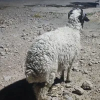بره نر