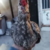 تخم مرغ نطفه دار گلین هم لری