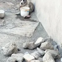 سگ ادمی