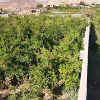 فروش-باغ-انار