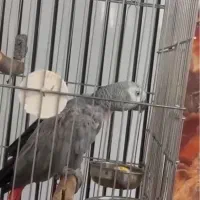فروش کاسکو