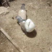 کفتر بی بام برای جوجه گیری