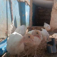 بوقلمون بیوتی حراج