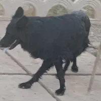 جسی سگ ماده ژرمن بلک