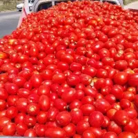 خریدار گوجه ربی فله بدون سبد