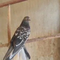 کفتر کبکی گرفتنی
