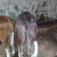 گوساله