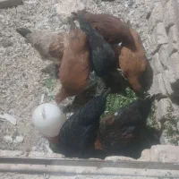 مرغ خروس