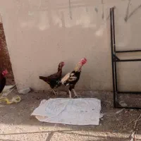 خروس‌لاری‌