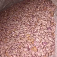 لوبیا چیتی امسال