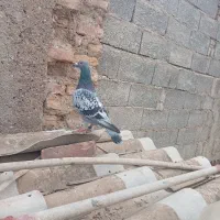 کبوتر مسافتی