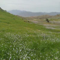 اجاره-نخل-رودان-پاکوه