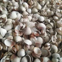 صدف آکواریوم و تزینات و اکسسوری