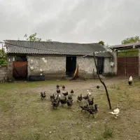 درخت موز|فروش زمین و ملک کلنگی|کوچصفهان, |دیوار