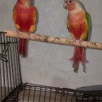 یک جفت گرینجیک دبل ردباسرخی زیاد