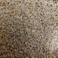 گندم|عمده‌فروشی|گناباد, |دیوار