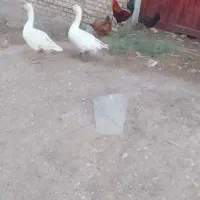مرغ خروس غاز