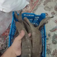 شاخ|کلکسیون و سرگرمی|تهران, افسریه شمالی|دیوار