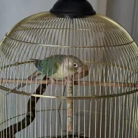 طوطی گرینچک