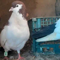 کفتر|پرنده|نیشابور, ده حلاج|دیوار