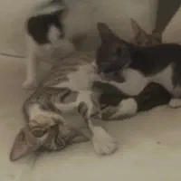 واگذاری بچه گربه همراه مادرش