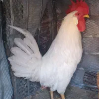 خروس