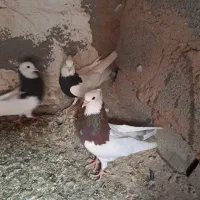 فروش کبوتر
