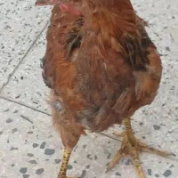 خروس کاکولی