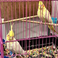 جفت عروس کارداده با جوجه