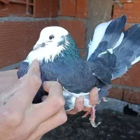 کفتر پرشی|پرنده|ساری, |دیوار