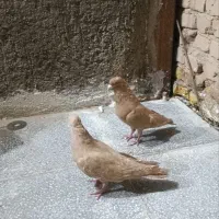 جفت زرد