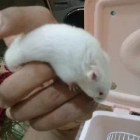 دو عدد همستر بازیگوش و سر حال نر و ماده آرام