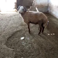 رامشیر|حیوانات مزرعه|رامشیر, |دیوار