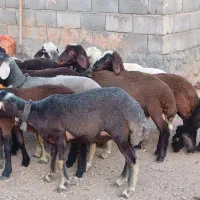 بره ماده