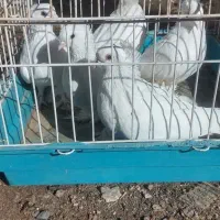فروش کبوتر کاکلی پاپر سفید سالم
