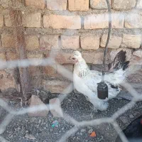 مرغ