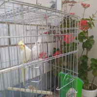 یک جفت عروس هلندی