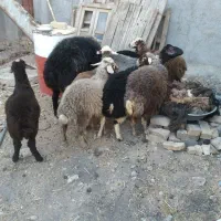 ۱۷راس گوسفند