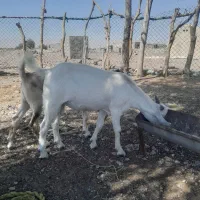 کهر نر فروش