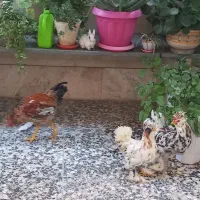 خروس تزئینی