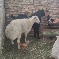 بره وکهره نر پرواری