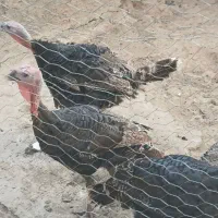 بوقلمون سالم