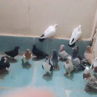 فروش کفتر