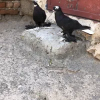 بی جوت قره اغ گویروخ