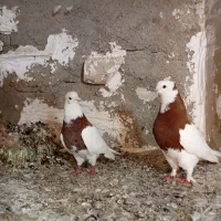 طوقی سار